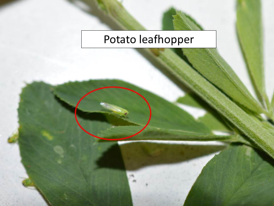 potato-leafhopper