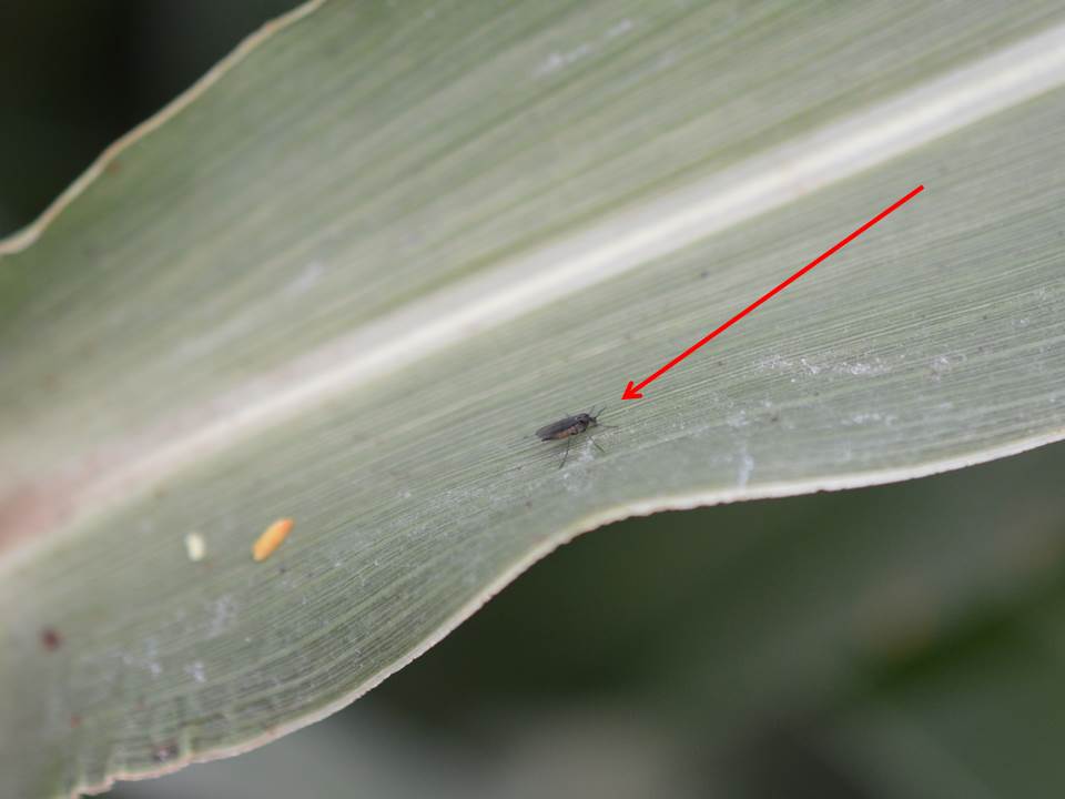 fungus-gnat