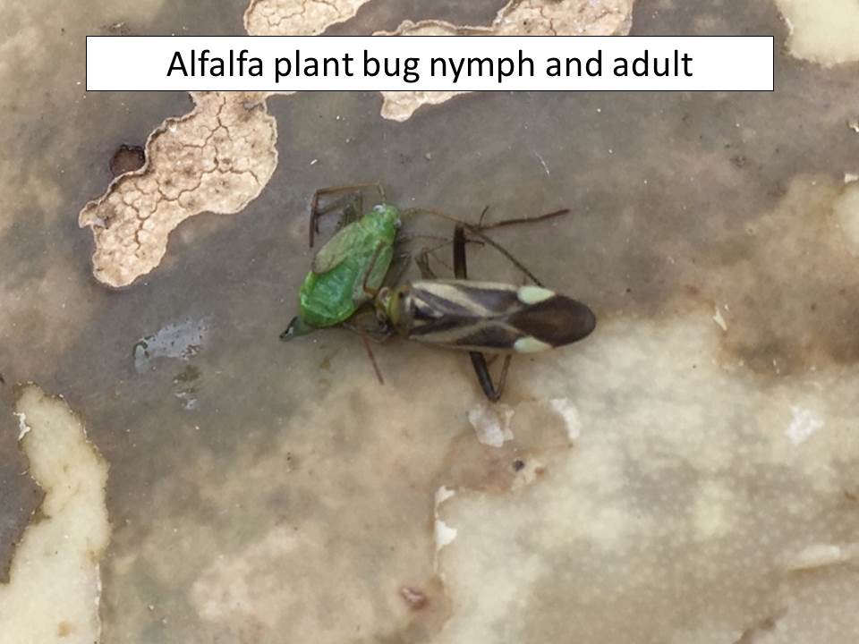 alfalfa-plant-bug