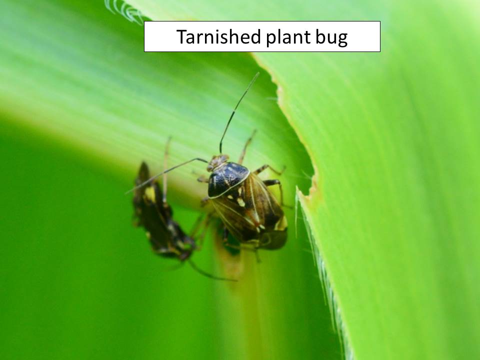 tarnished-plant
