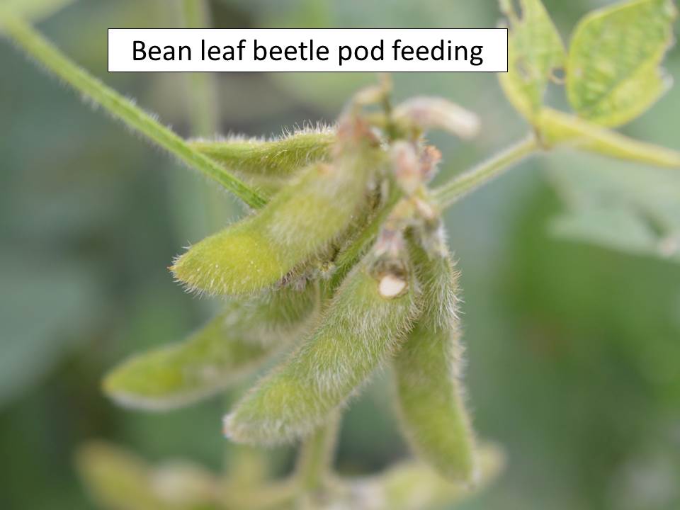 blb-feeding-pod