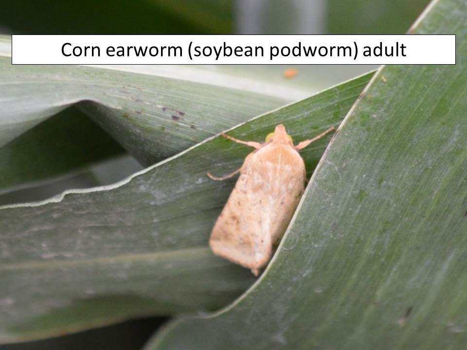cew-adult