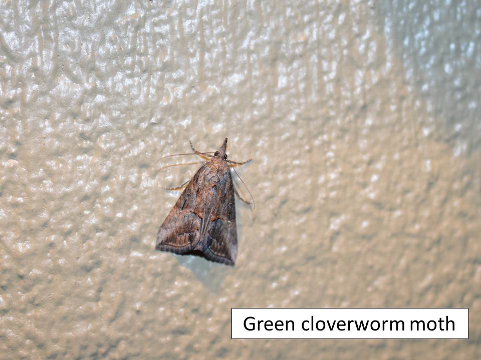 gcw-adult
