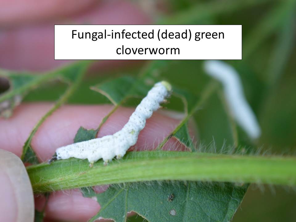 gcw-fungus