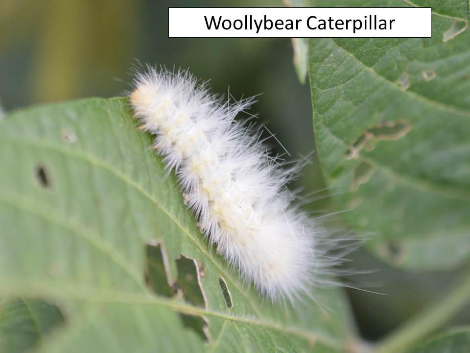 woollybear-white