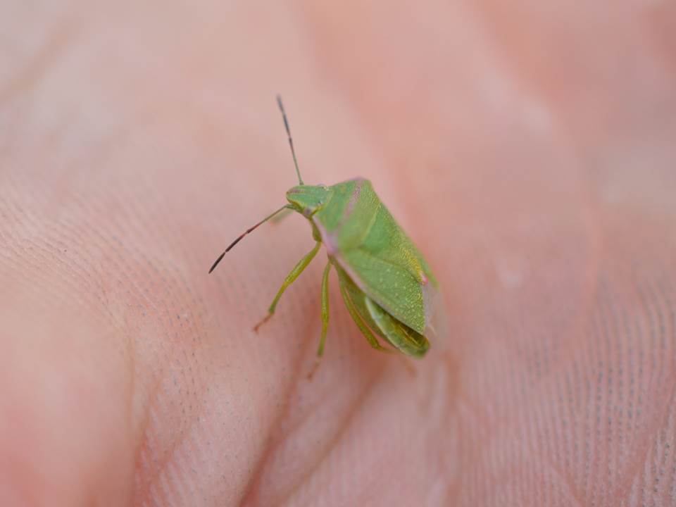 green-stink-bug