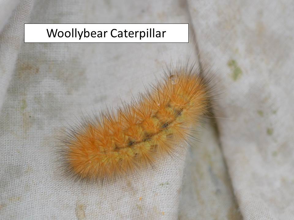 woollybear-orange