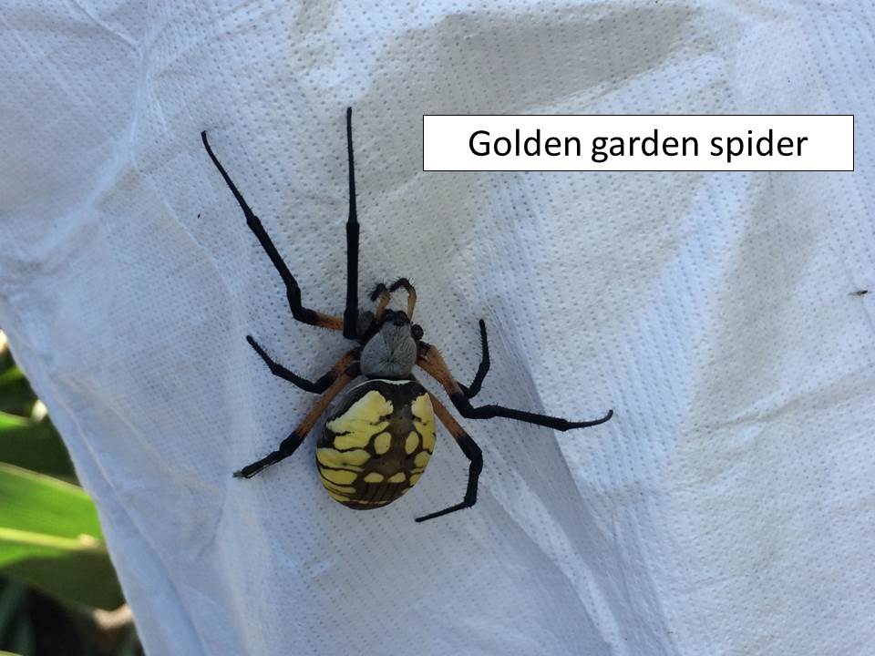 golden-garden-spider