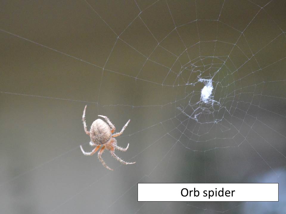 orb-weaver