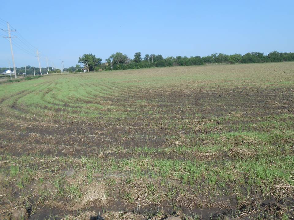 volunteer-wheat