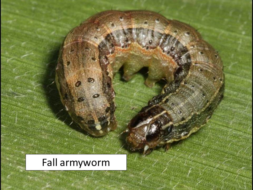 fall-armyworm