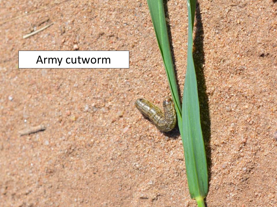 army-cutworm