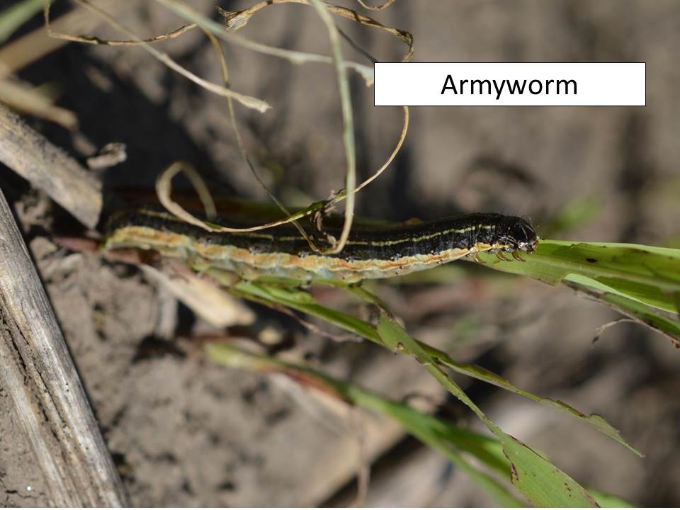 armyworm