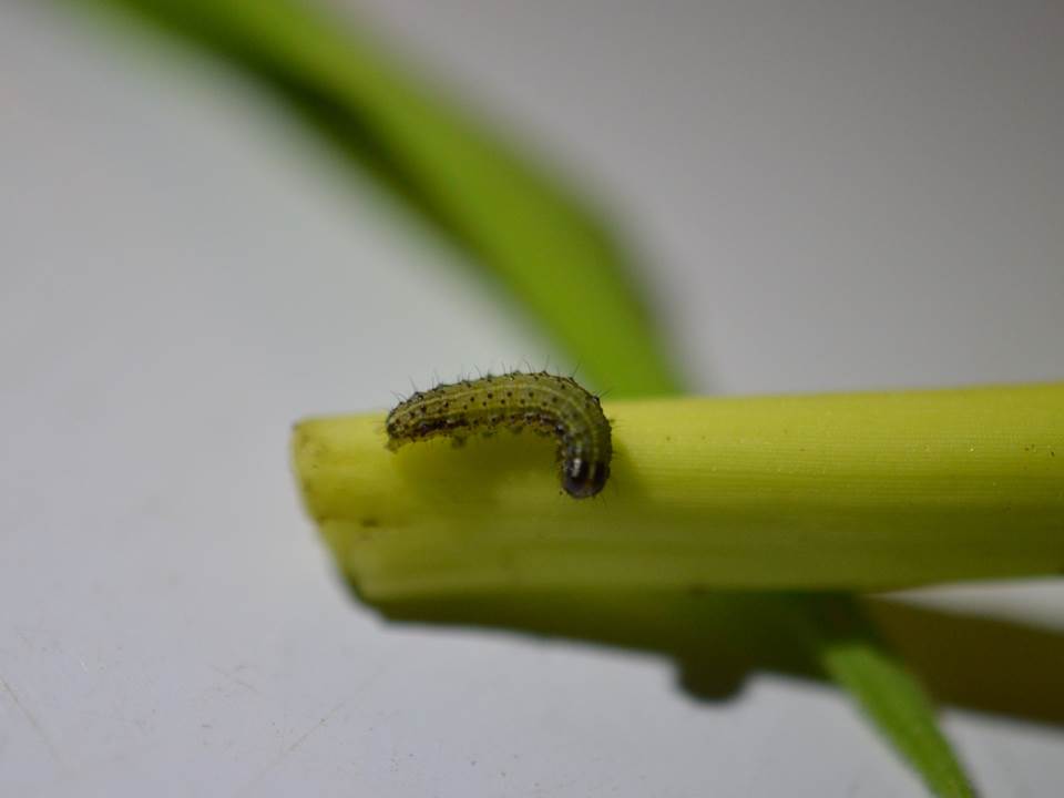 small-worm-1