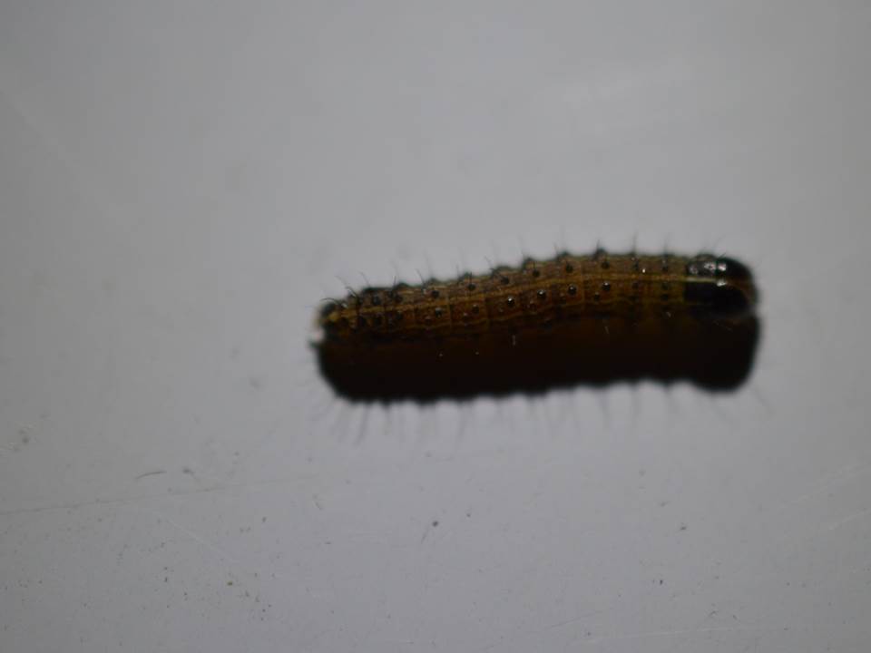 small-worm-2