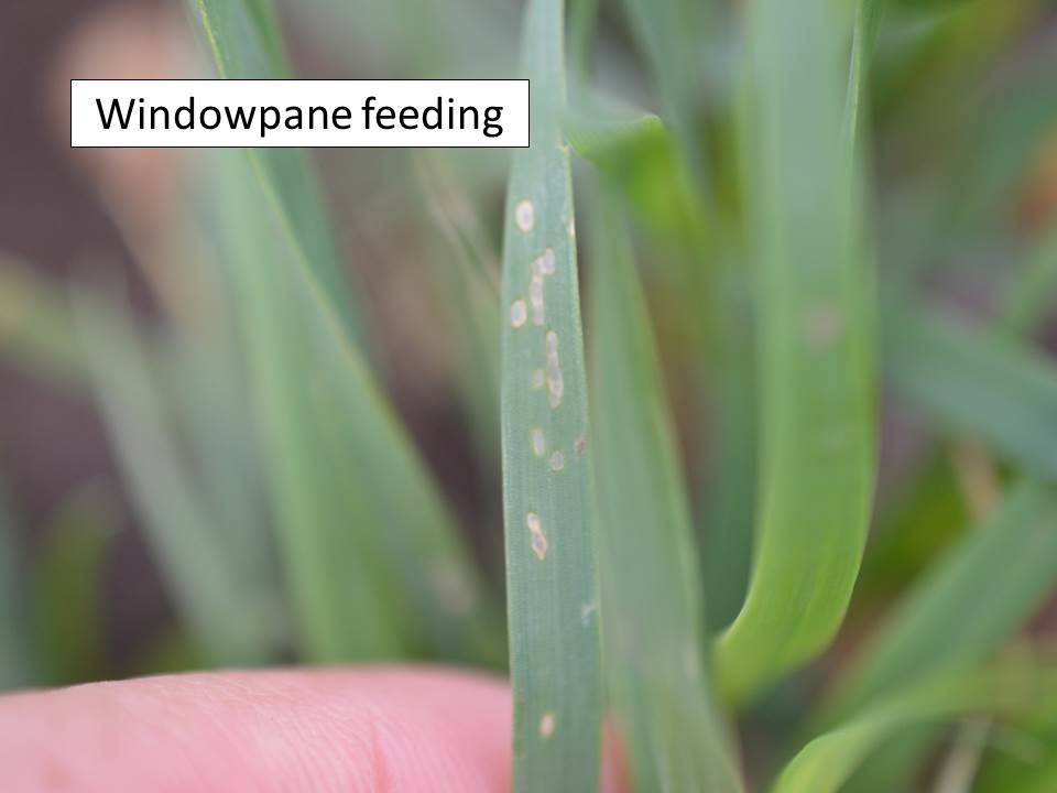 windowpane-feeding_wheat
