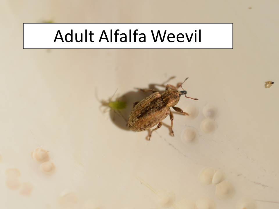 aw-adult-nov