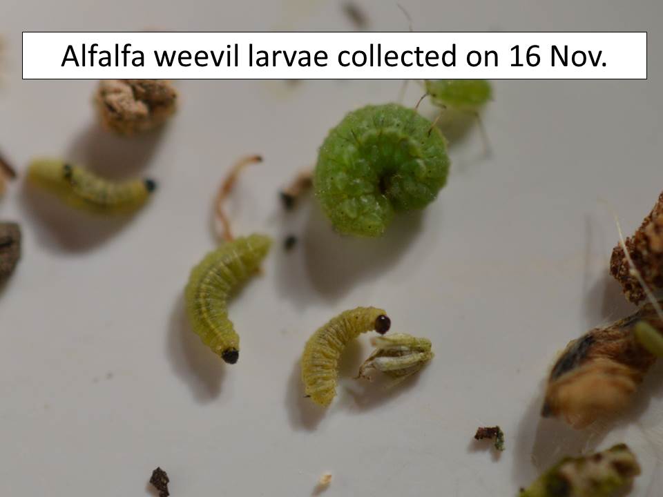 aw-larvae-nov