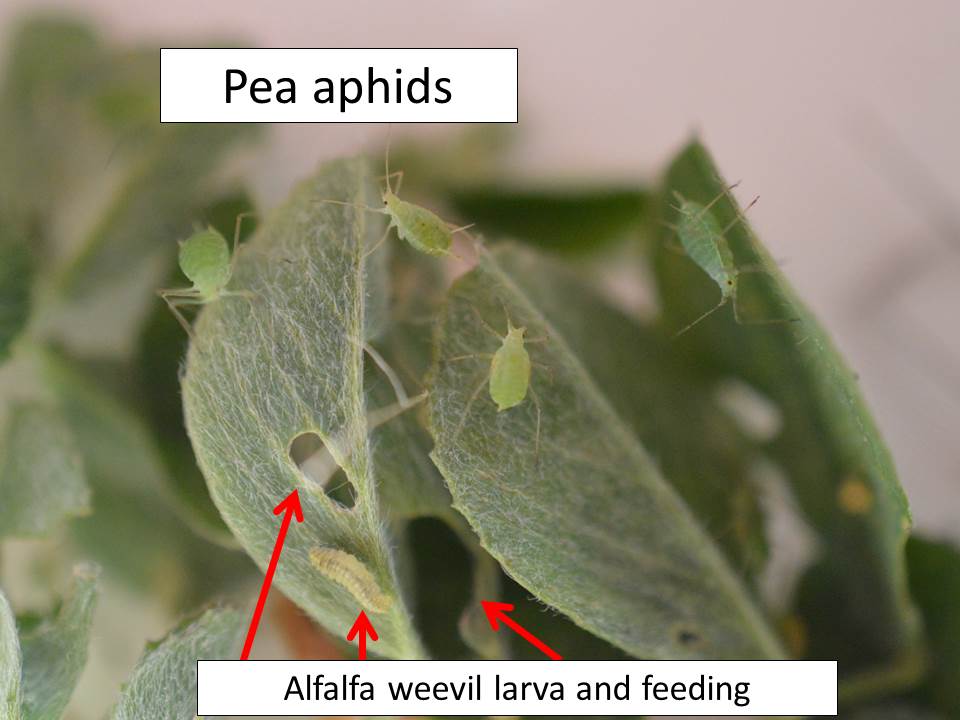 pea-aphids_aw-feeding