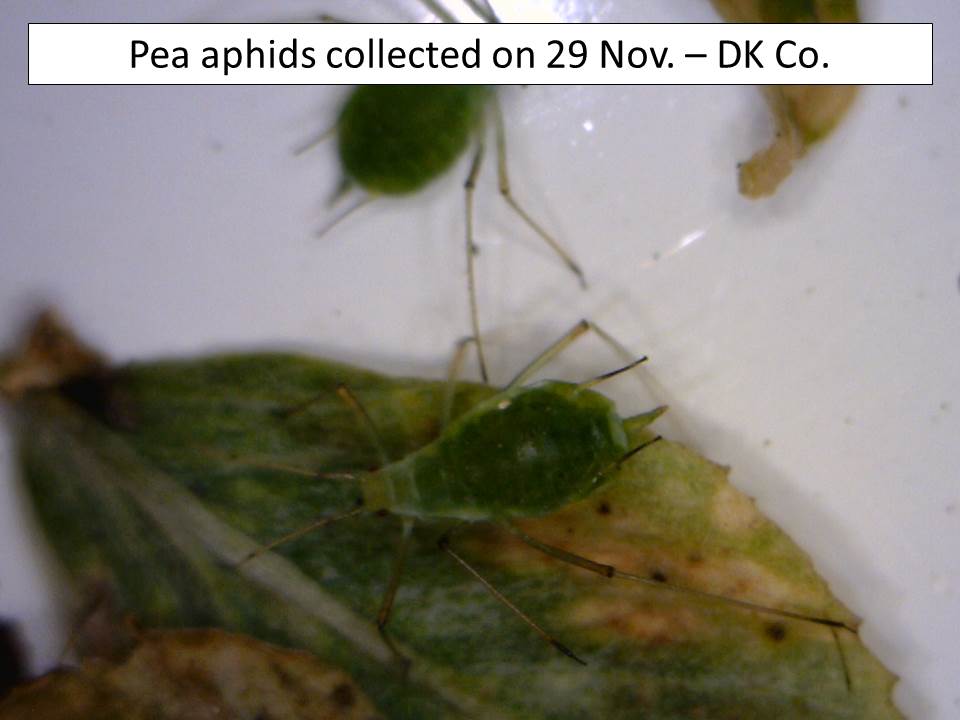 pea-aphid-29-nov