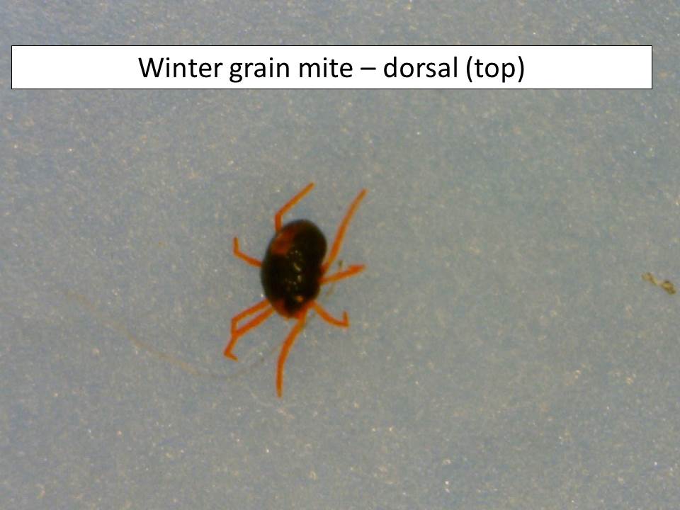 winter-grain-mite-1