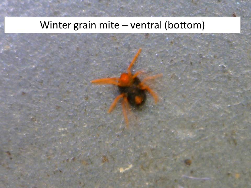 winter-grain-mite-2