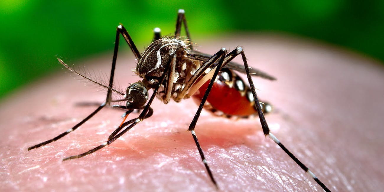 Mosquito sucking blood