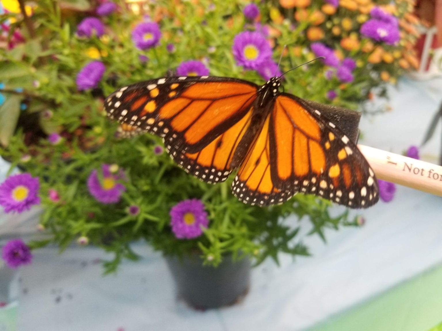 monarch butterfly on flowers