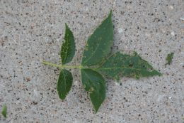 Figure 2. Damage to leaves caused by brownheaded ash sawfly larvae (Raymond Cloyd)