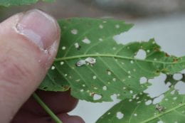 Figure 3. Shed skin of brownhead ash sawfly (Raymond Cloyd)