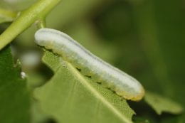 Figure1. Larva of brownheaded ash sawfly (Raymond Cloyd)