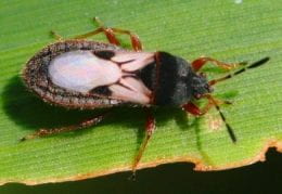 Figure 1. Adult chinch bug