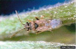 Figure 2. Adult false chinch bug. Note the lack of a dark “X”.