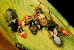 Figure 3. Immature chinch bugs.