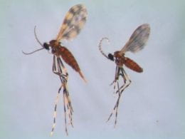 Figure 2. Adult soybean gall midge. Photo by Mitchell Helton, Iowa State Univ.