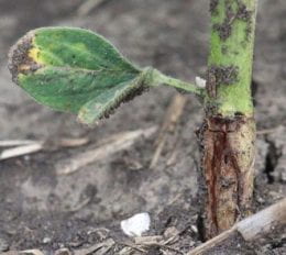 Figure 4. Wilting soybean plant from gall midge infestation. Photo by Justin McMechan, Univ. of Nebraska.