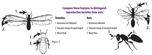 Comparative drawing of termite and ant features (KSRE Publication MF722 Termites)