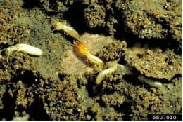 Termites
