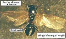 Winged ant (swarmer or reproductive)