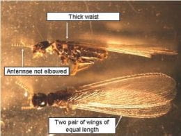 Winged termites (swarmers or reproductives)