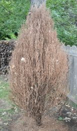 Figure 4. Arborvitae (Thuja) defoliated by bagworm caterpillars (Raymond Cloyd)