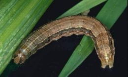 The fall armyworm is depicted in a c-shape, with one thick black strip on its lateral sides.