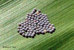 Figure 2. Maturing western bean cutworm eggs. Photo credit- Marlin Rice.