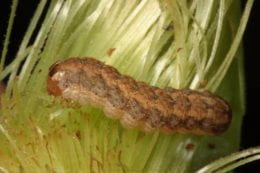 Figure 3. Western bean cutworm caterpillar. Photo credit- KSU Entomology