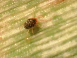 Close up of a mite next to the damage it creates.