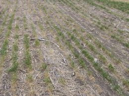 A infested field with patches of unhealthy wheat.