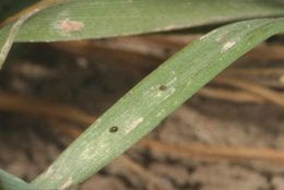 Leaves are dotted with mites with discoloration occurring in splotches.