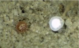 In sandy looking substrate, a small brown mite next to a white pearly looking egg.
