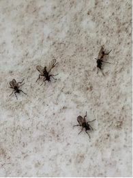 Four March Flies