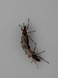 March flies connected at the rear end of their abdomen.